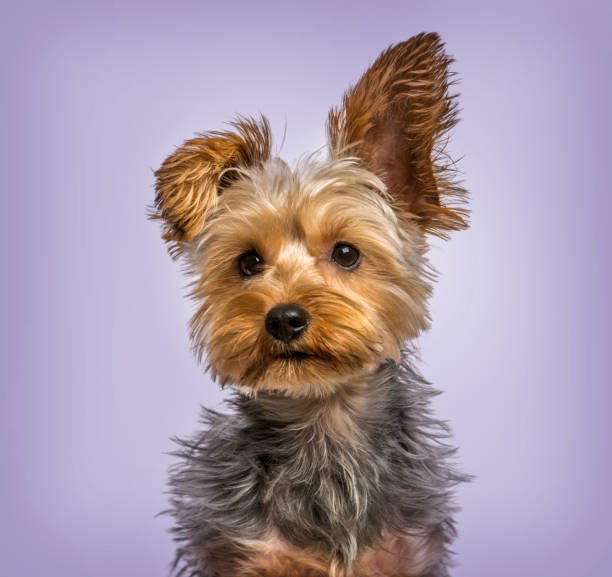 istock Yorkshire terrier in strong wind against purple background 944089372