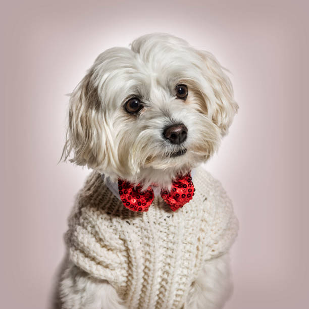 мальтийская собака в галстуке-бабочке и свитере на бежевом фоне - bow looking at camera waist up indoors стоковые фото и изображения