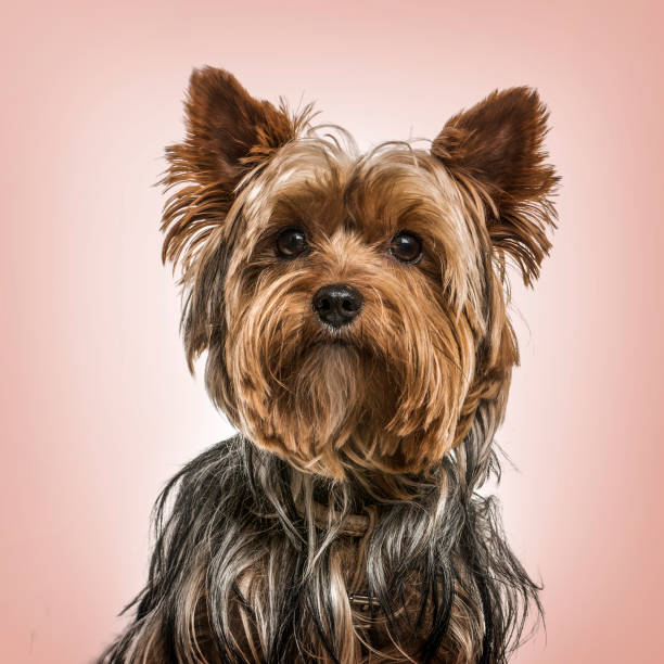 yorkshire terrier portret na różowym tle - yorkshire terrier zdjęcia i obrazy z banku zdjęć