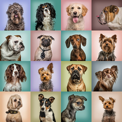 Composición de perros contra fondos de colores photo