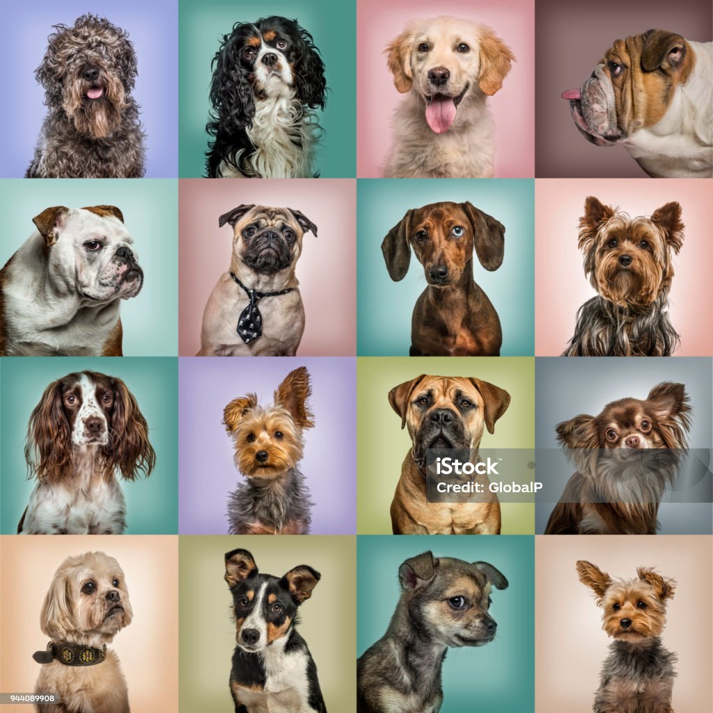 Composición De Perros Contra Fondos De Colores Foto de stock y más banco de  imágenes de Perro - Perro, Grupo grande de animales, Retrato - iStock