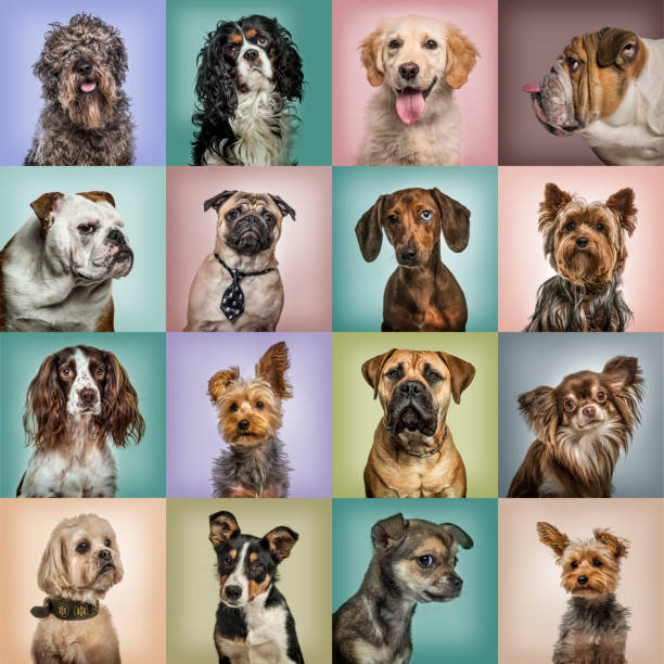 composizione dei cani su sfondi colorati - grande gruppo di animali foto e immagini stock