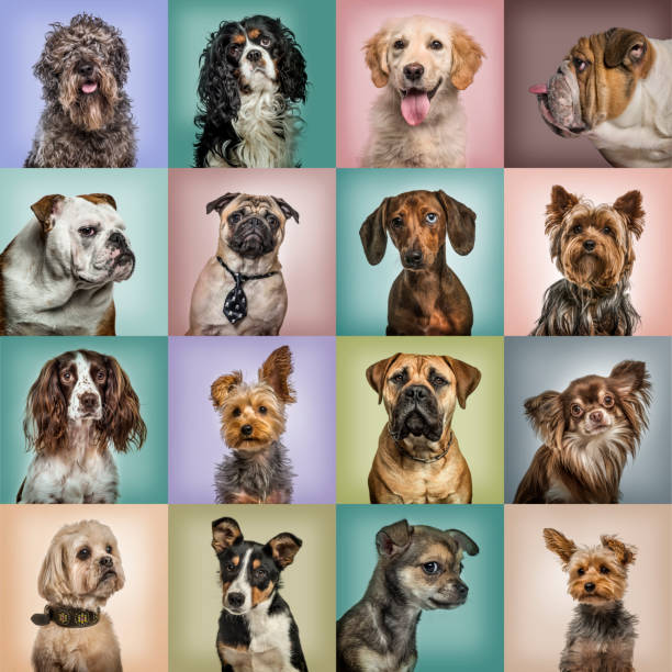 composition of dogs against colored backgrounds - dog mixed breed dog group of animals small imagens e fotografias de stock