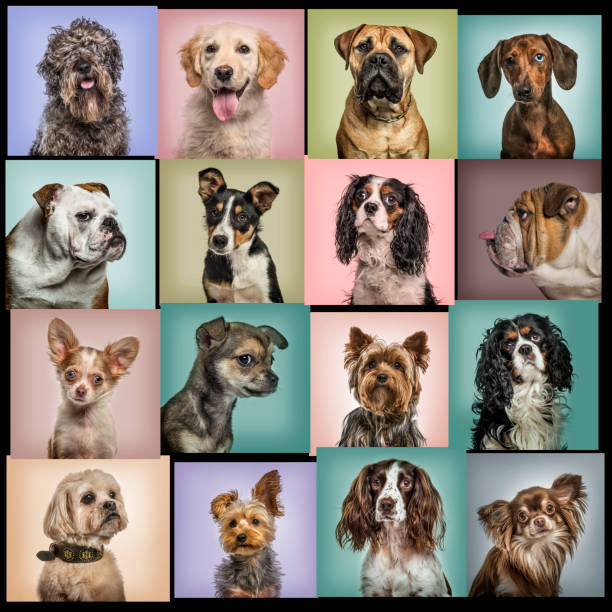 istock Composition of dogs against colored backgrounds 944089970