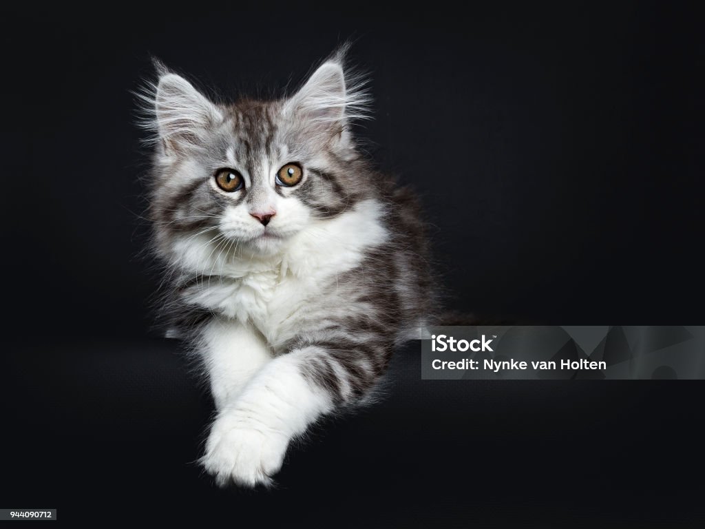 The Astonishing Black Maine Coon Cat – How Rare Is It?