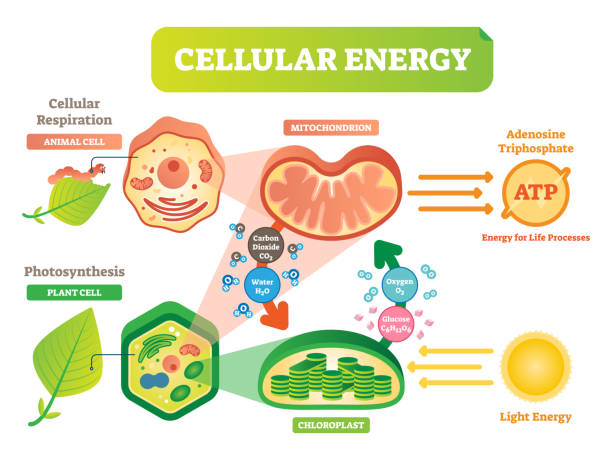 schemat ilustracji wektorowej cyklu energii komórek zwierzęcych i roślinnych z mitochondrią i interakcją chloroplastu. - komórka roślinna stock illustrations