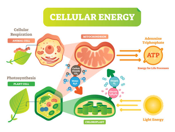 Animal and plant cell energy cycle vector illustration diagram with mitochondrion and chloroplast interaction. Animal and plant cell energy cycle vector illustration diagram with mitochondrion and chloroplast interaction. Photosynthesis and cellular respiration scheme. Biological info poster. plant cell stock illustrations