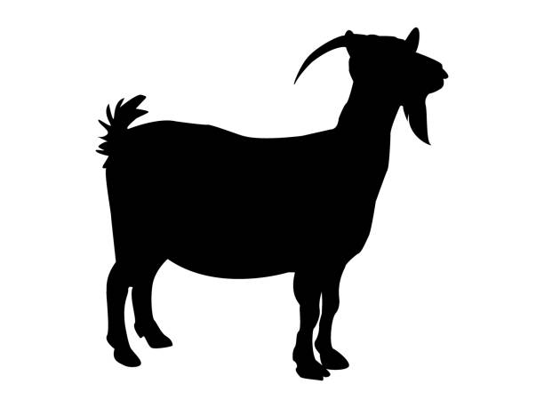 ilustrações, clipart, desenhos animados e ícones de de cabra  - goat animal black domestic animals