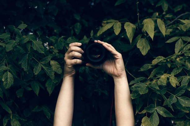 Woman's hands holding camera and snapping photos hidden in the bushes Woman's hands holding camera and snapping photos hidden in the bushes military private stock pictures, royalty-free photos & images