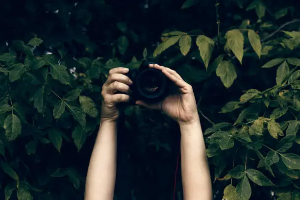 Photo of Woman's hands holding camera and snapping photos hidden in the bushes