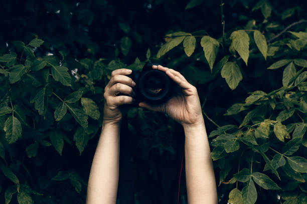 woman's hands holding camera and snapping photos hidden in the bushes - nature photographer imagens e fotografias de stock