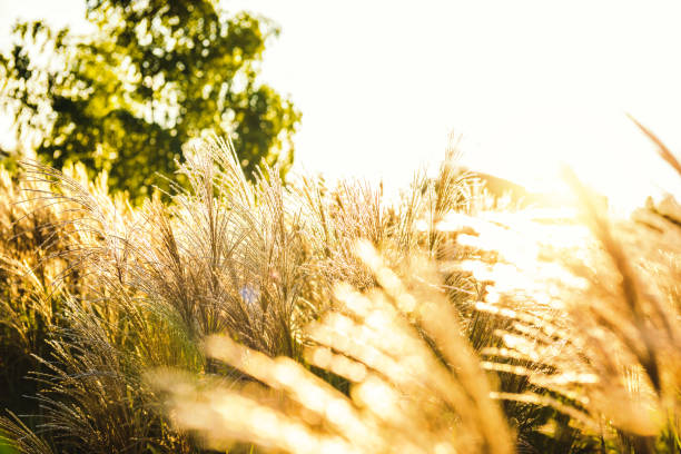 istock Dry grass flowers against sunset 944098624