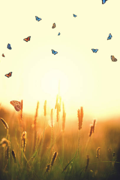 istock Morpho Butterflies In Sunset Over Plantago media 944099262