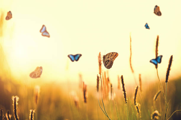 istock Morpho Butterflies In Sunset Over Plantago media 944101490