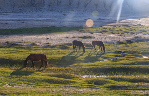 istock Horse grazing in the valley 944102392