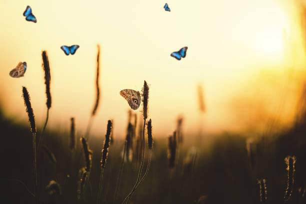 istock Morpho Butterflies And Plantago media 944102646