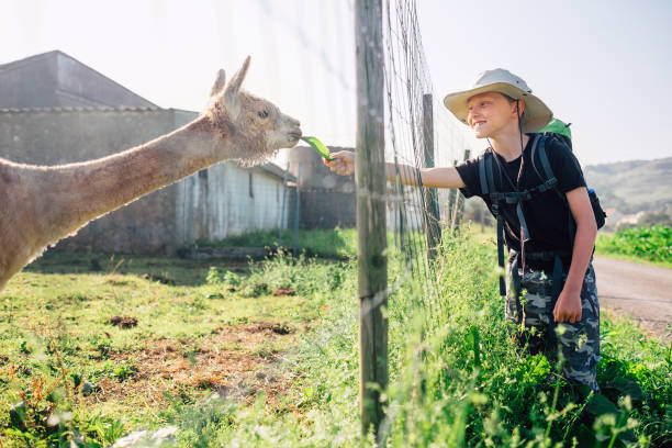 il viaggiatore ragazzo nutre un lama nella fattoria dei lama - petting zoo foto e immagini stock