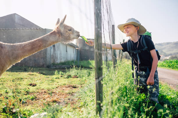 boy traveler feeds a llama on llama farm - zoo child llama animal imagens e fotografias de stock