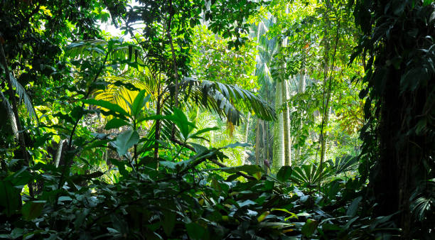 tropical des arbres dans la lumière du soleil - fond - jungle - forêt tropicale humide photos et images de collection