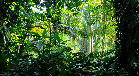 Tropical trees in the sunlight - Background - Jungle