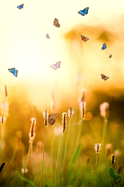istock Morpho Butterflies In Sunset Over Plantago media 944103552