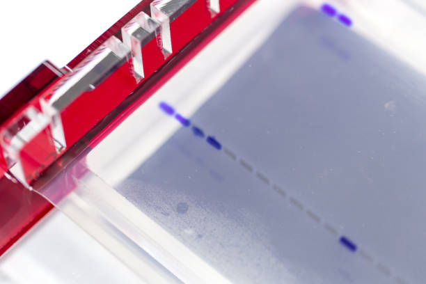 agarose-gelelektrophorese ist ein verfahren der gelelektrophorese in biochemie, molekularbiologie, genetik und klinische chemie im labor verwendet. - dna sequencing gel audio stock-fotos und bilder