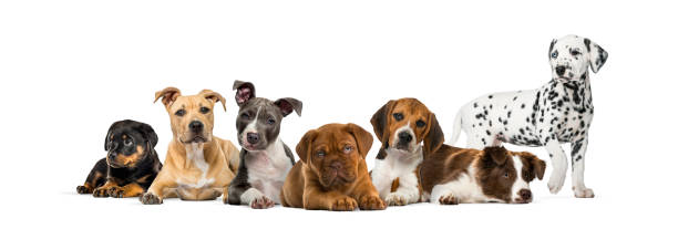 istock Group of puppies lying in front of a white background 944106952