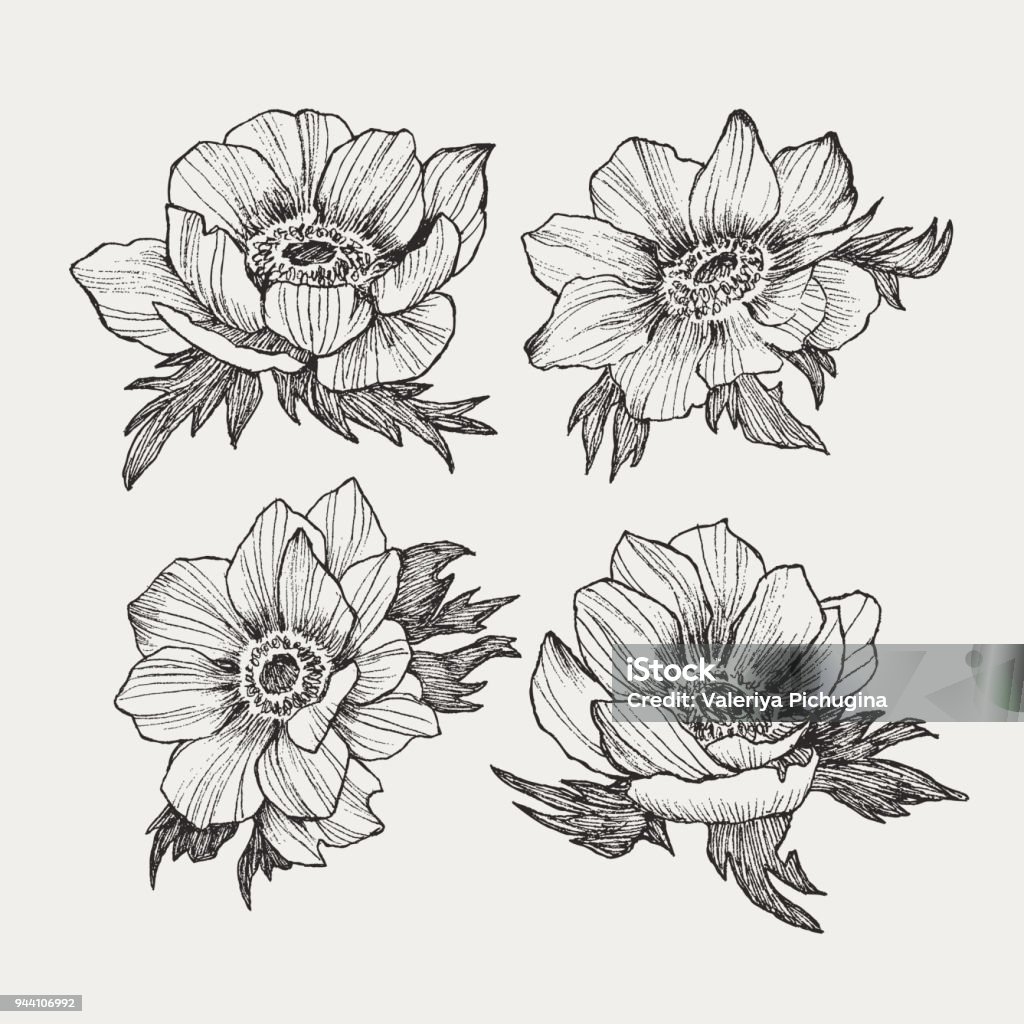 Vector vintage anemone set. Hand drawn illustration. Great for wedding invitations, birthday, valentines, save the date and greeting cards. Engraved decor element Vector floral composition, bouquet of hand drawn anemone flowers, buds and leaves in sketch style isolated on light background. Beautiful illustration for spring design Poppy - Plant stock vector