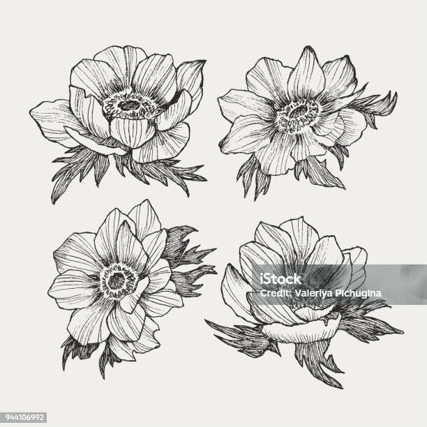 Vector Vintage Anemone Set Hand Drawn Illustration Great For Wedding Invitations Birthday Valentines Save The Date And Greeting Cards Engraved Decor Element Stock Illustration - Download Image Now