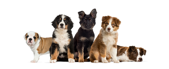 Group of puppies sitting in front of a white background