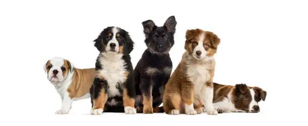 Photo of Group of puppies sitting in front of a white background