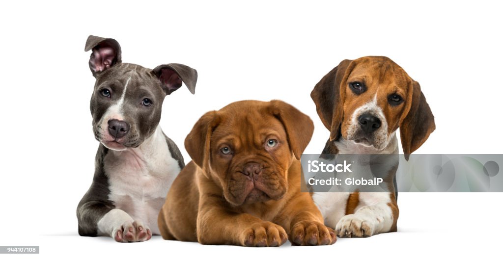 白い背景に、横になっている子犬のグループ - 犬のロイヤリティフリーストックフォト