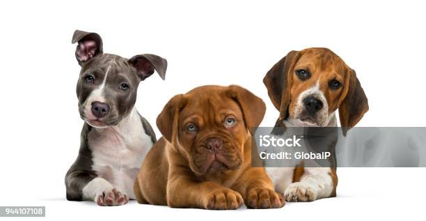 白い背景に横になっている子犬のグループ - 犬のストックフォトや画像を多数ご用意 - 犬, 子犬, 白背景