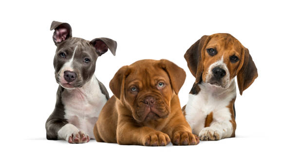 group of puppies lying against white background - dog puppy lying down looking at camera imagens e fotografias de stock