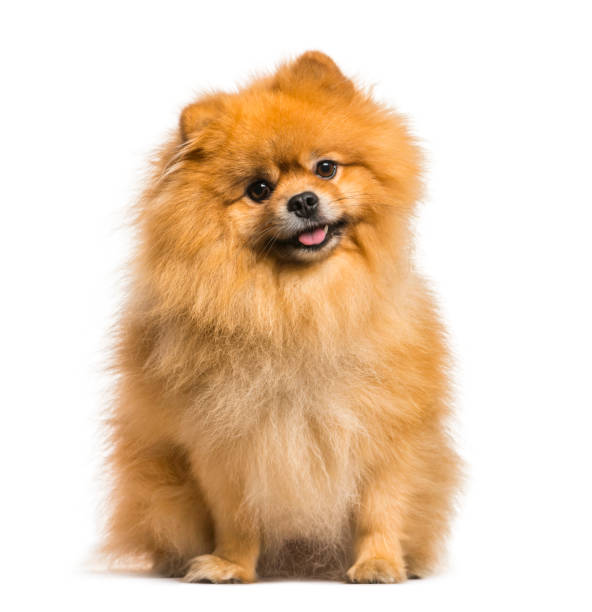 istock Spitz dog sitting against white background 944107182