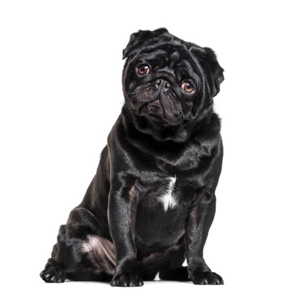 istock Pug, 1 year old, sitting against white background 944107760