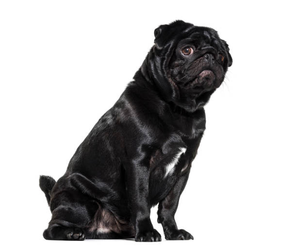 istock Pug, 1 year old, sitting against white background 944107778