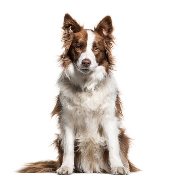 istock Border Collie, 1 year old, sitting in front of white background 944108104