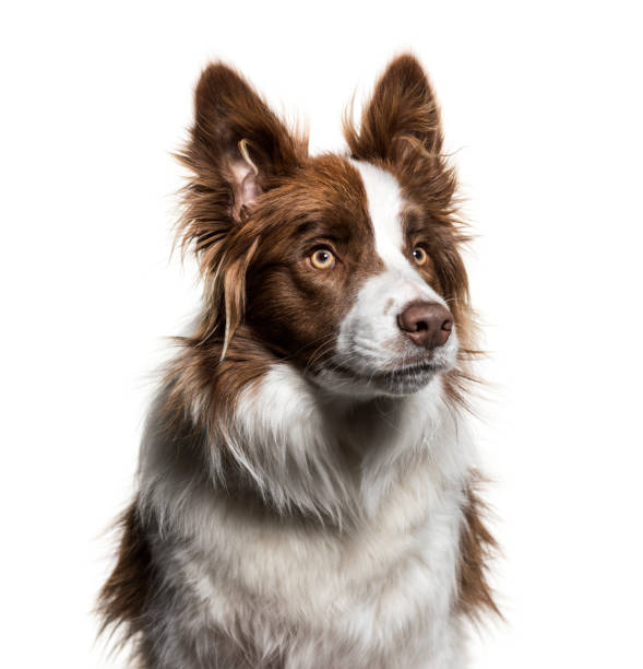 istock Border Collie, 1 year old, looking up against white background 944108128