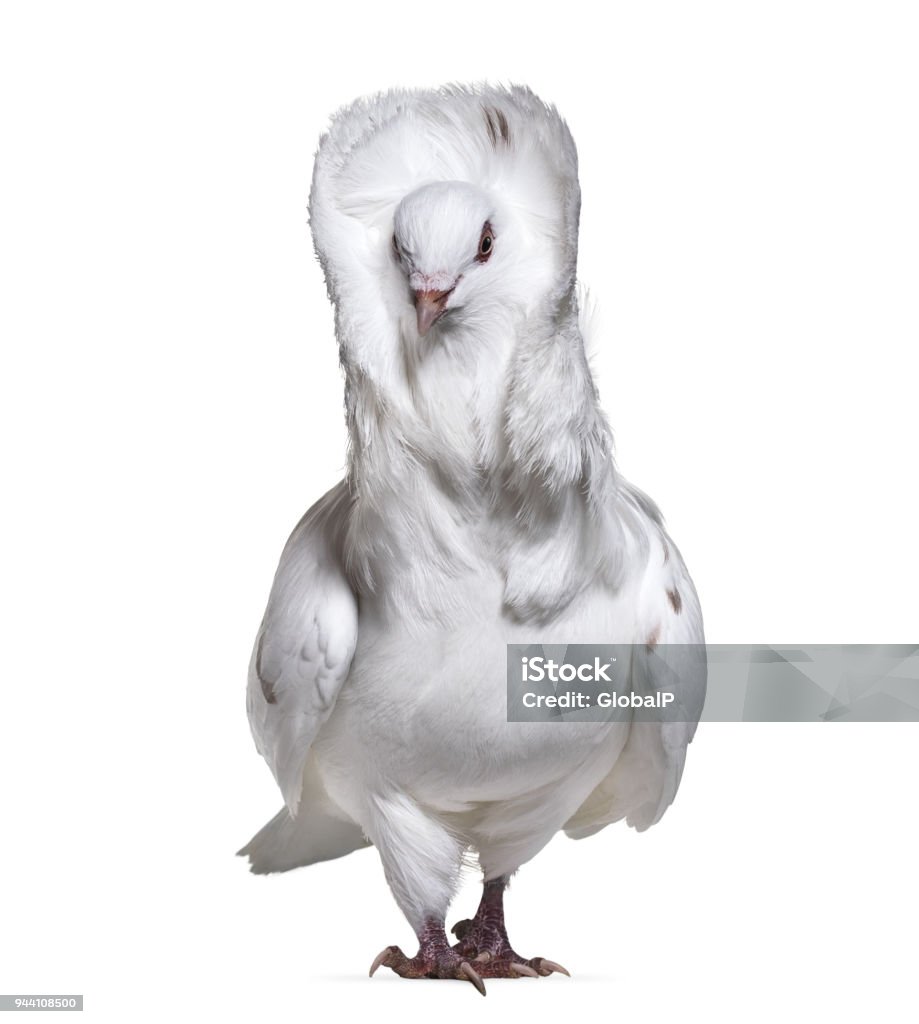Jacobin pigeon also known as a fancy pigeon or capucin pigeon standing against white background Animal Stock Photo