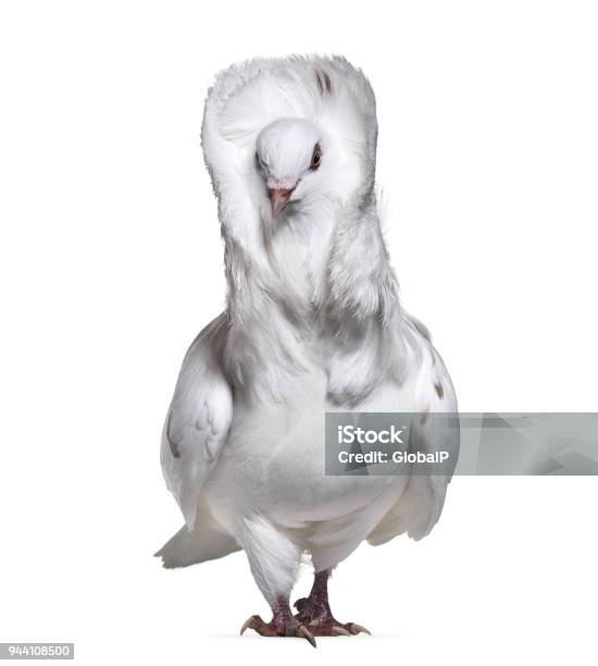 Jacobin Pigeon Also Known As A Fancy Pigeon Or Capucin Pigeon Standing Against White Background Stock Photo - Download Image Now