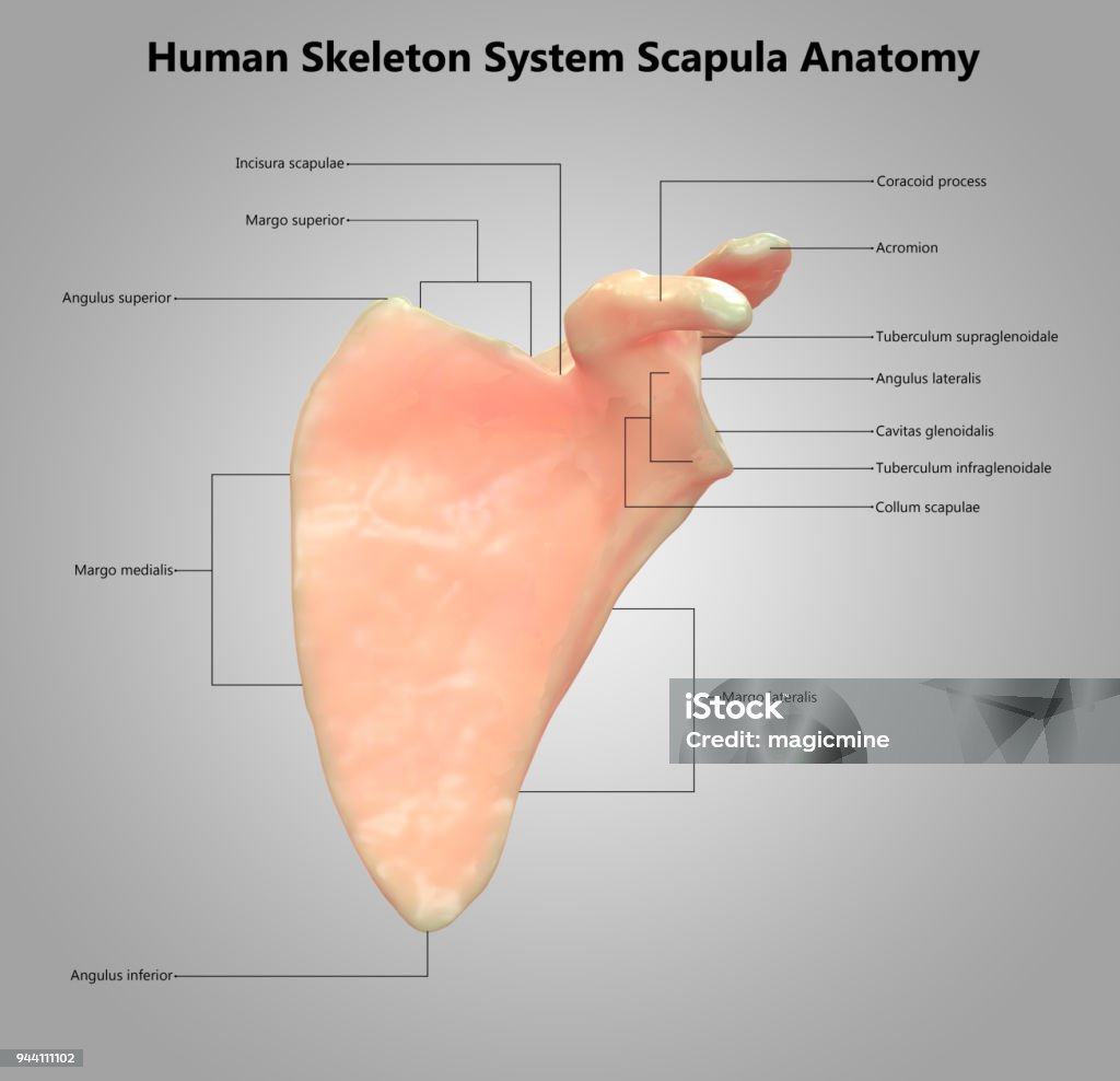 Anatomi Desain Label Skapula Sistem Kerangka Manusia Foto ...