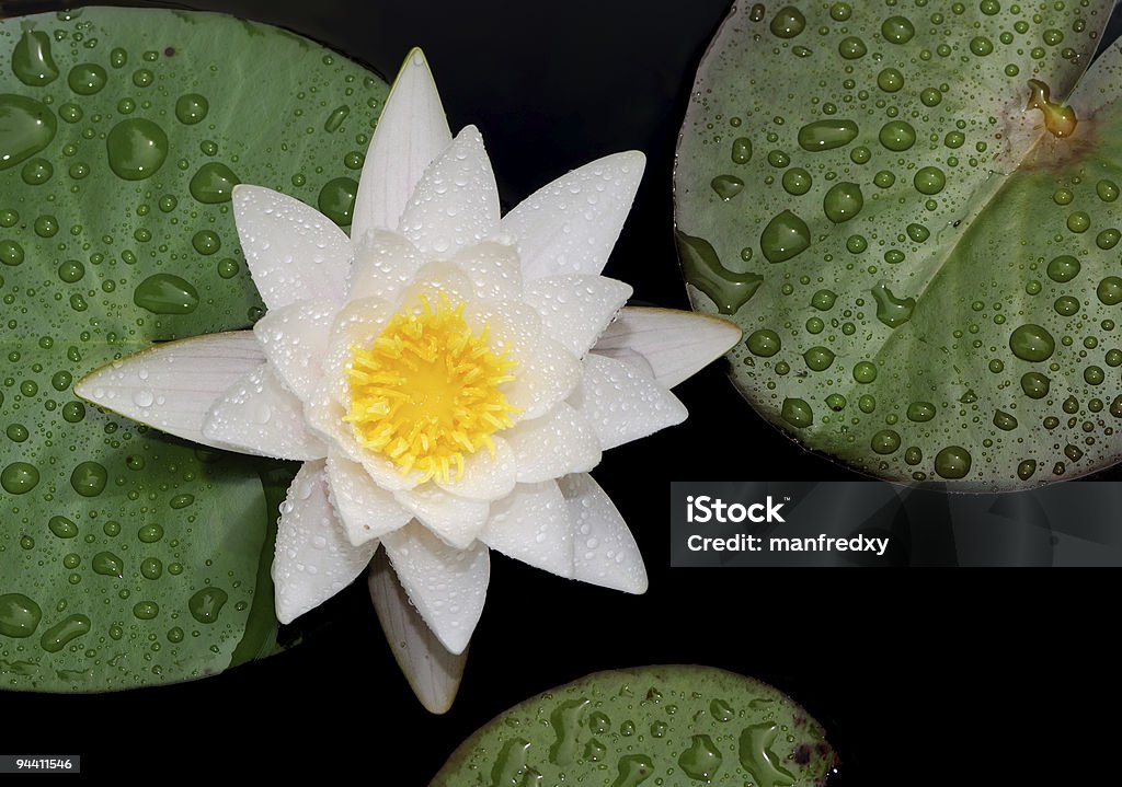 Lotus  Beauty Stock Photo