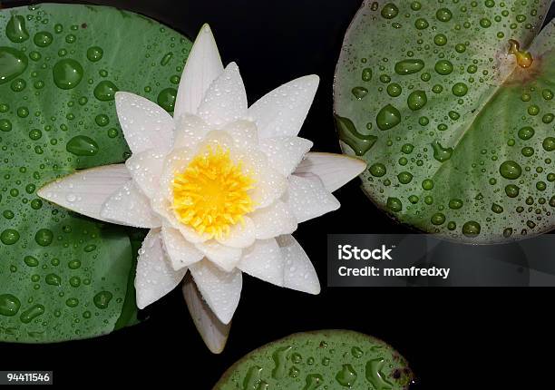 Lotus Stock Photo - Download Image Now - Beauty, Beauty In Nature, Black Color