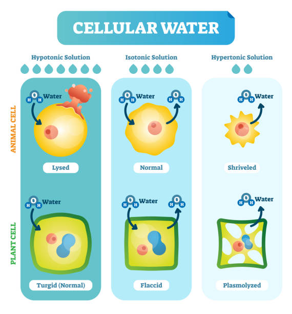 Cellular water levels biological vector illustration diagram with animal and plant cell. Cellular water levels biological vector illustration diagram with animal and plant cell. H20 levels in the cell. bowie seamount stock illustrations