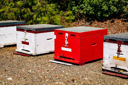 A row of wooden colorful bee hives in summertime in Greece