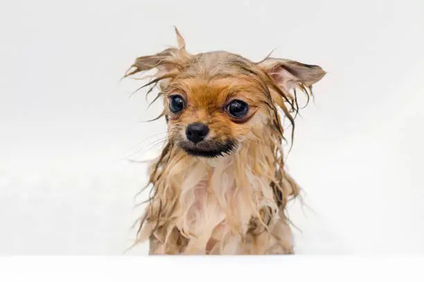 Photo of small dog pomeranian puppy taking a bath