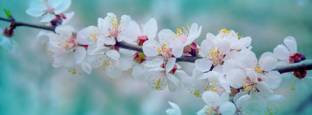 istock banner  spring flowers of apricot tree 944131474