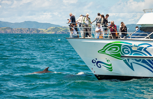 Bay of Islands, New Zealand - Tourists at the bow of a boat operated by Fullers GreatSights, as a bottlenose dolphin breaches in front of the boat.