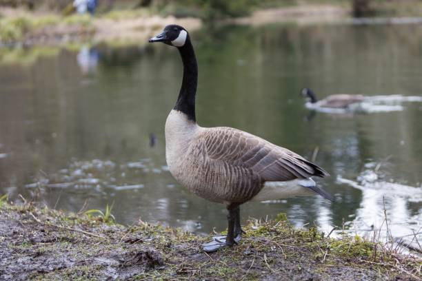 istock Canada goose standing by a lake 944138120